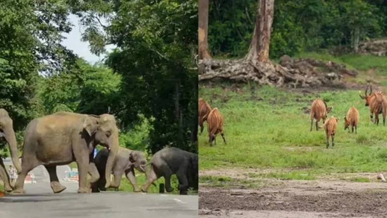സംസ്ഥാനത്തിന്റെ വന്യജീവി ഭേദഗതി ബില്ലിന് കേന്ദ്രം തടയിട്ടേക്കും; രാഷ്ട്രപതിയുടെ തീരുമാനം നിര്‍ണ്ണായകം