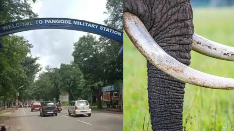 പാങ്ങോട് സൈനിക ക്യാമ്പില്‍ വന്‍ ആനക്കൊമ്പ് വേട്ട; അന്വേഷണം കമ്മീഷണര്‍ കാര്‍ത്തിക്കിന്; കേന്ദ്ര പ്രതിരോധ മന്ത്രാലയം നേരിട്ട് ഇടപെടുന്നു; ആനക്കൊമ്പ് ക്യാമ്പിനുള്ളില്‍ തന്നെയുണ്ടെന്ന് സൂചന; സൈനിക ഉദ്യോഗസ്ഥന്‍ വലയിലായേക്കും