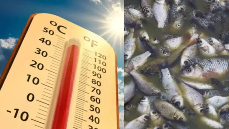 TEMPERATURE