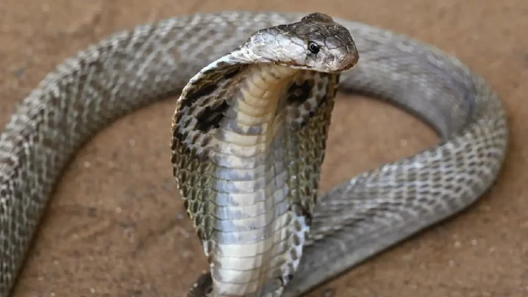 snake bite