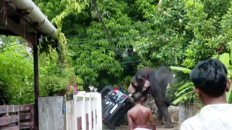 തൃശ്ശൂർ നഗരത്തെ വിറപ്പിച്ച് ആനയിടഞ്ഞു; ജനവാസമേഖലയിലൂടെ പാഞ്ഞത് രണ്ട് കിലോമീറ്റർ!