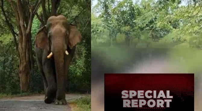 കേരളത്തിലെ ആനപ്രേമികളുടെ പ്രിയപ്പെട്ട കൊമ്പന്‍; ജനവാസമേഖലയില്‍ ഇറങ്ങുന്ന ചില്ലിക്കൊമ്പന്‍ നാട്ടുകാര്‍ക്ക് കാര്യമായി പ്രശ്‌നങ്ങളോ പ്രയാസമോ സൃഷ്ടിക്കാറില്ല; നെല്ലിയാമ്പതിക്കാര്‍ക്ക് പ്രിയങ്കരന്‍; ‘ചില്ലിക്കൊമ്പന്‍’ കനാലില്‍ വീണു ചരിഞ്ഞു; ഈറത്തണ്ട് പോലെയുള്ള കൊമ്പഴക് ഇനി ഓര്‍മ്മ