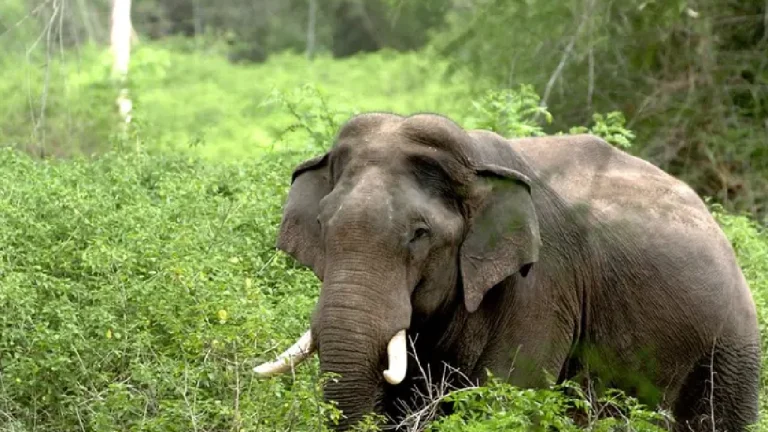 elephant
